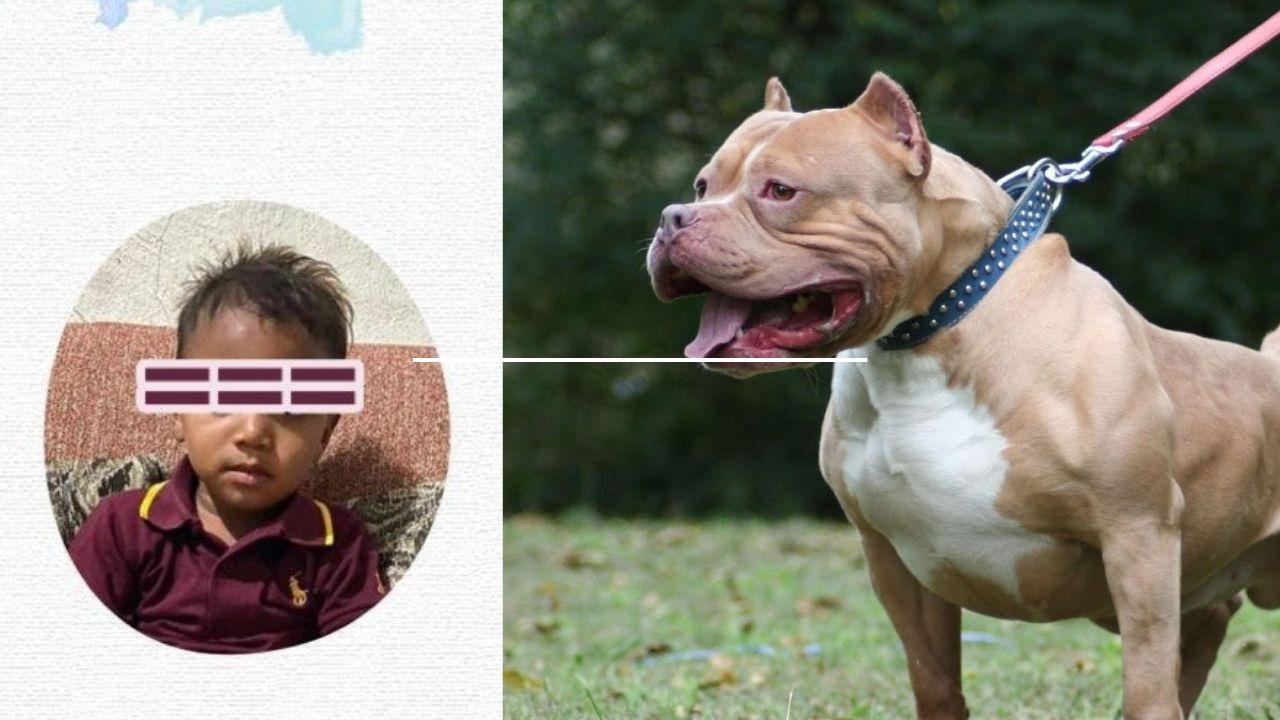Alerta en Colón: niño muere tras ataque de perros pitbull en Trujillo